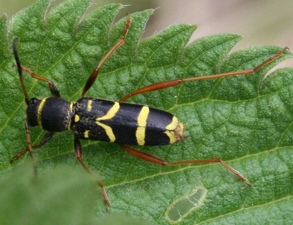 clytus arietus