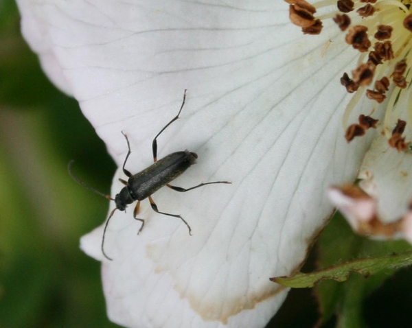 grammoptera ruficornis