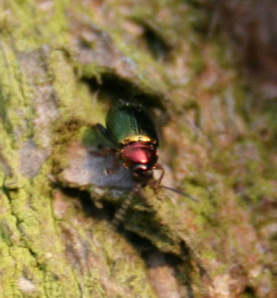 Gastrophysa polygoni cf