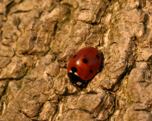 Coccinella