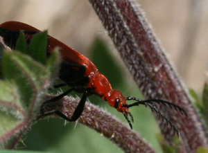 Pyrochroa serraticornis