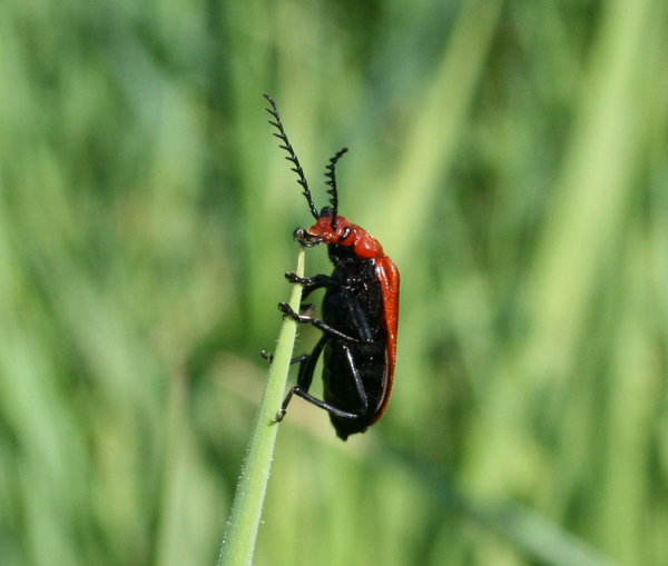 Pyrochroa serraticornis