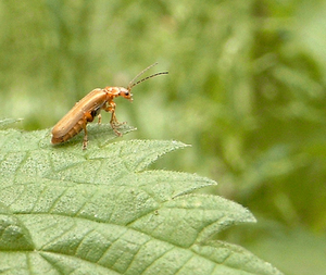 Rhagonycha fulva