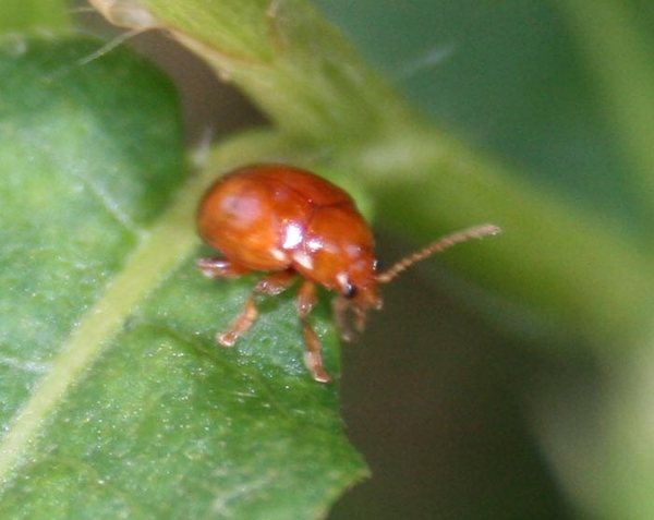 sphaeroderma testaceum cf