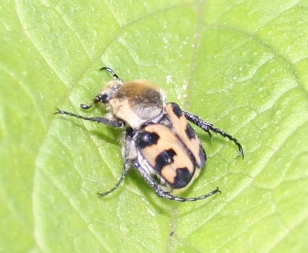 Trichius zonatus