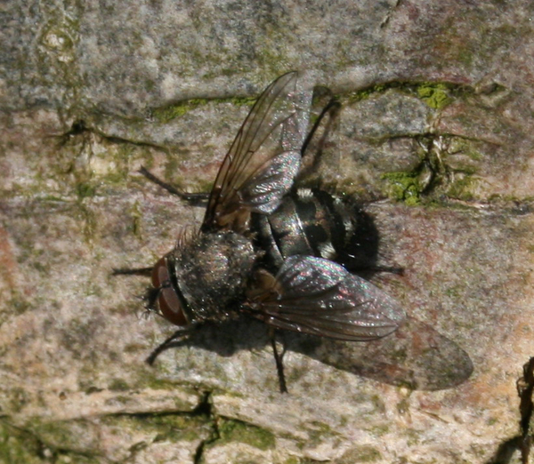 pollenia vagabunda cf male