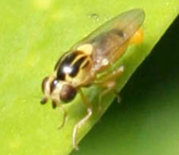 Chloropidae