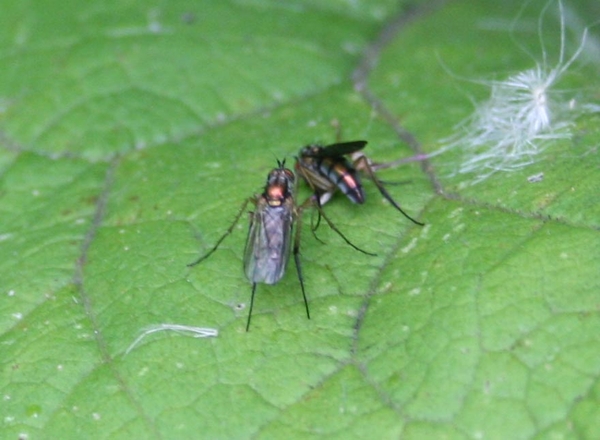 Dolichopodidae