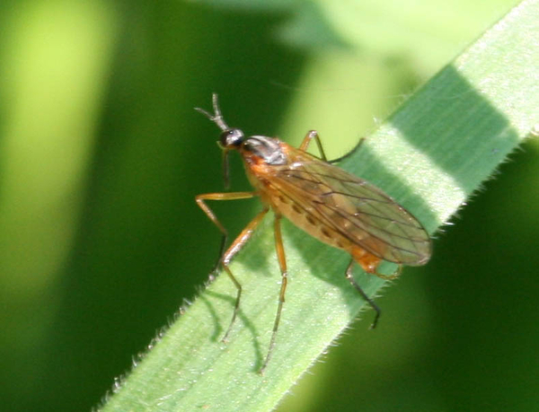 empis punctata male