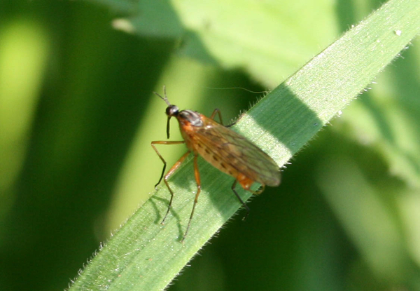 empis punctata male