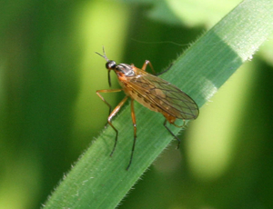 male e. punctata