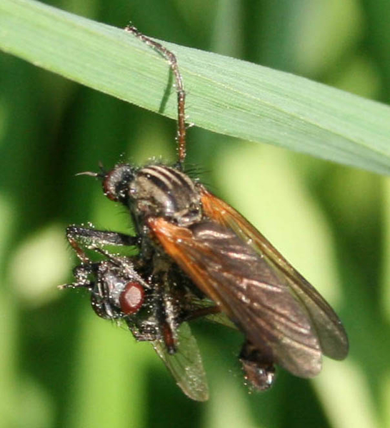 empididae