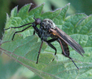 empididae