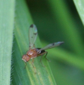 Geomyza sp