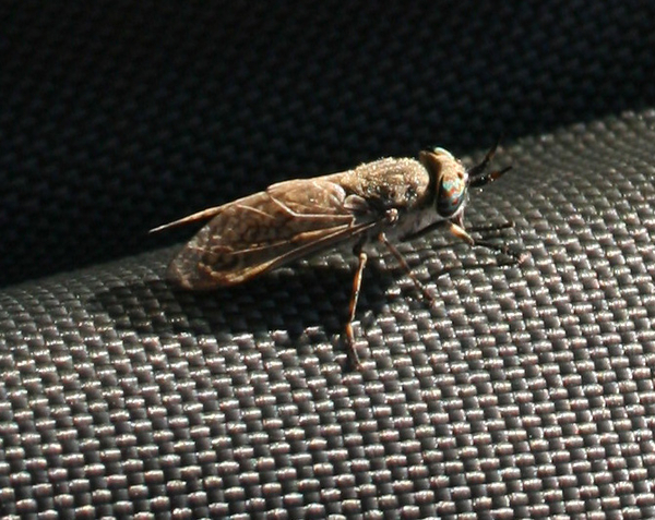 tabanidae
