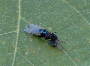 Milichiidae cf Hippoboscidae