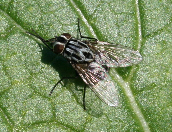 Graphomya maculata