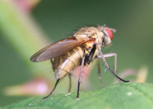 Helina obscurata cf