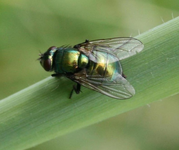 Neomyia sp.