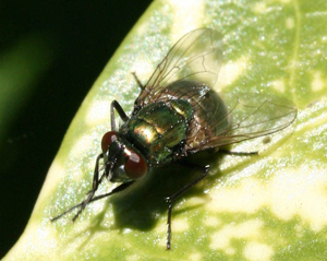 Neomyia viridescens 1