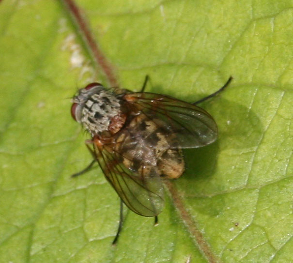 Phaonia cf. valida