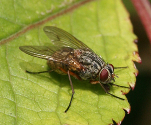 Phaonia cf. valida