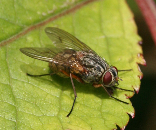 Phaonia cf. valida