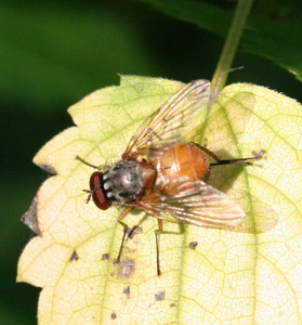 Phaonia cf subventa rufiventris