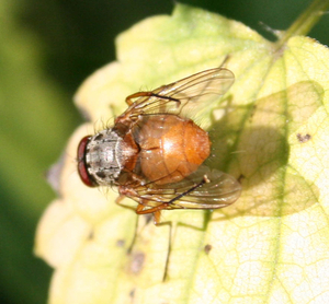 Phaonia cf subventa rufiventris