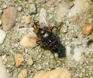 Musca domestica