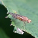 Opomyza florum cf punctata