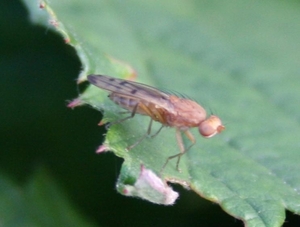 Opomyza florum cf punctata