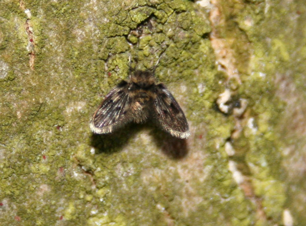 psychodidae