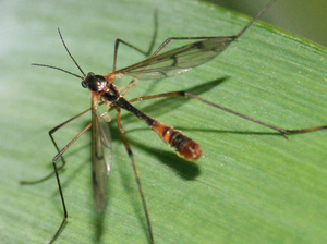 Ptychoptera contaminata male