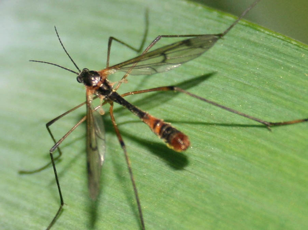 Ptychoptera contaminata male