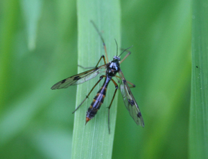 Ptychoptera contaminata female