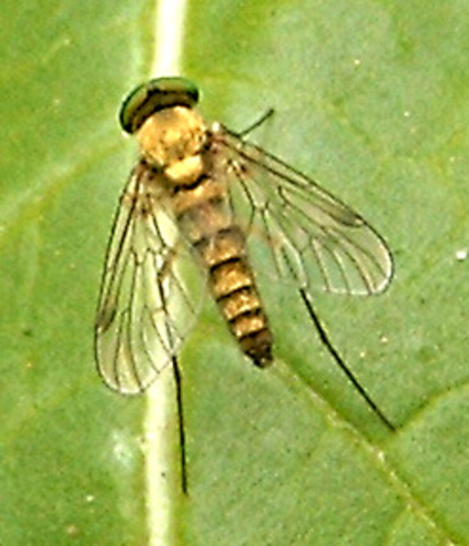 Chrysopilus spc