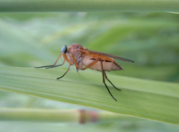 Rhagionidae