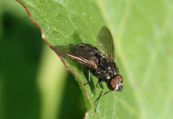 sarcophaga canaria male