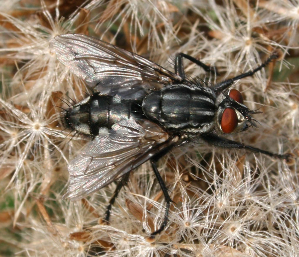 sarcophaga canaria cf