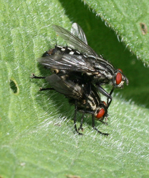 Sarcophagidae