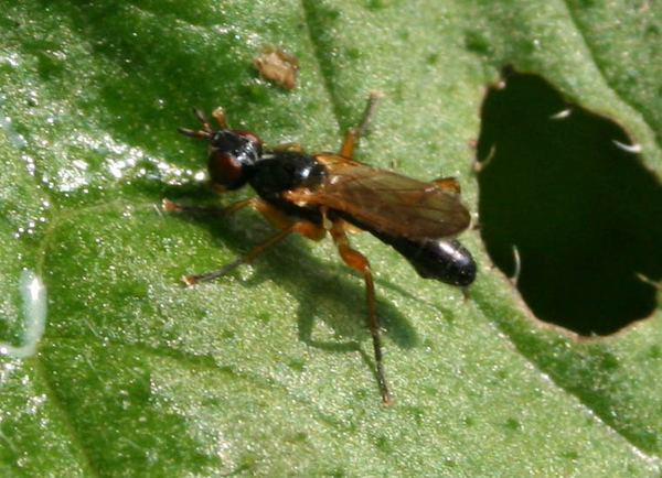 Cordilura sp
