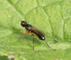 Cordilura sp