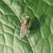 Scathophagidae