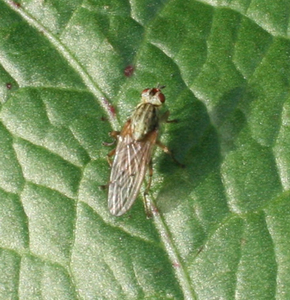 Scathophagidae