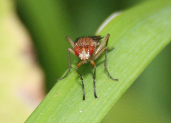 Scathophagidae