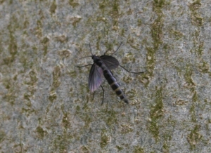 Sciaridae