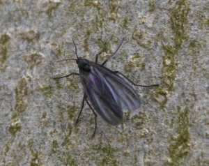 Sciaridae