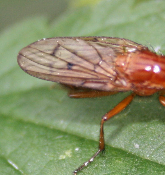 Sciomyzidae (slakkendoder)