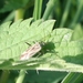 Adelphocoris quadripunctatus cf